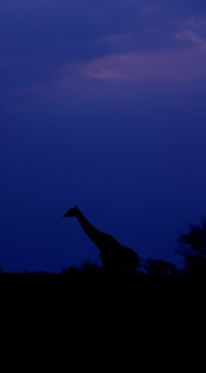 silhouette of giraffe thumbnail
