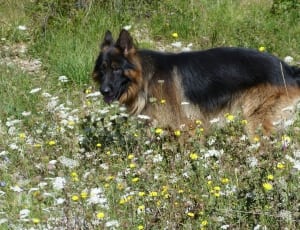 German Shepherd dog on flower garden thumbnail
