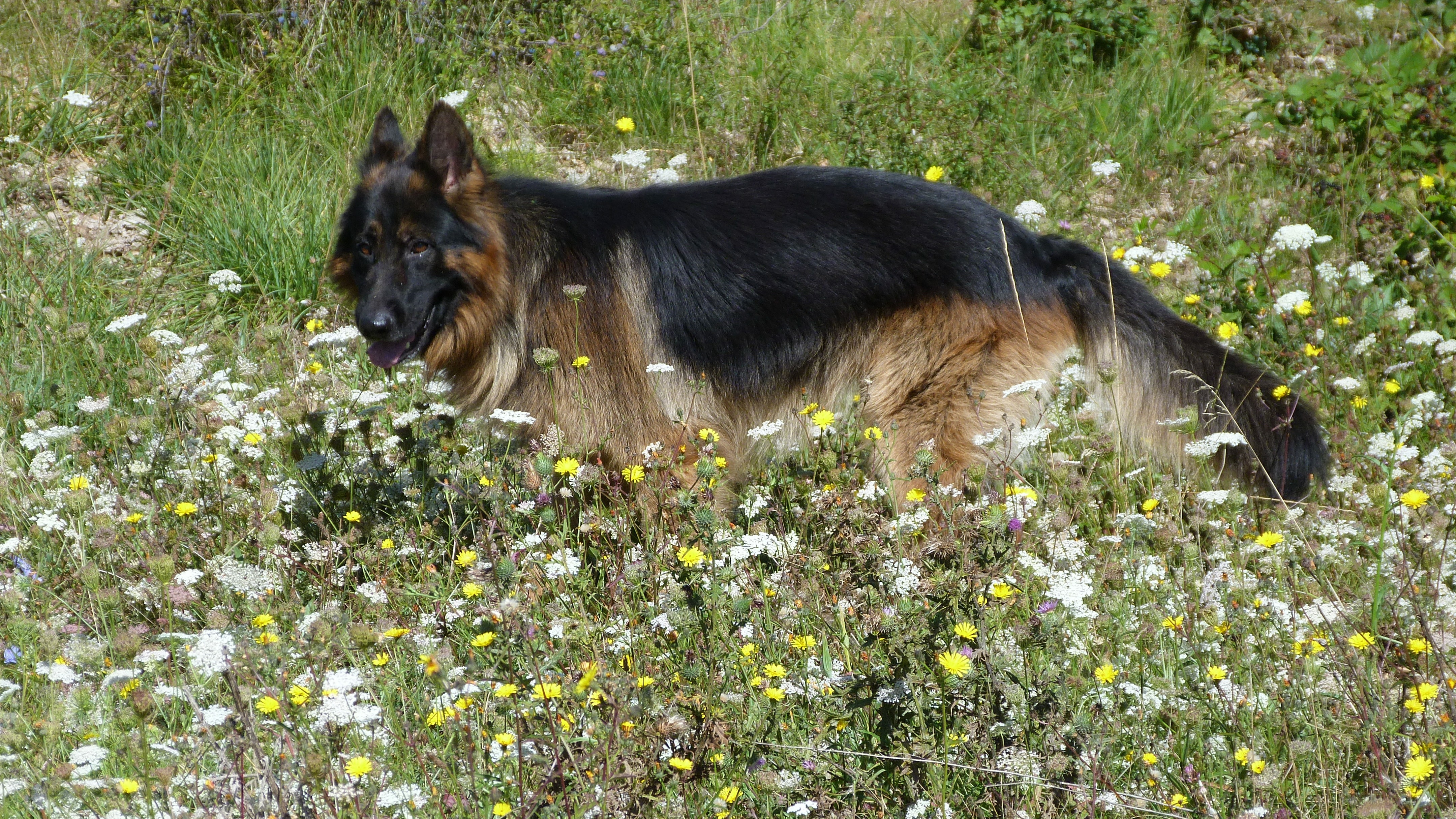 German Shepherd dog on flower garden