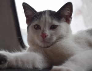 white short fur cat thumbnail