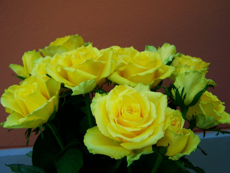 yellow roses preview