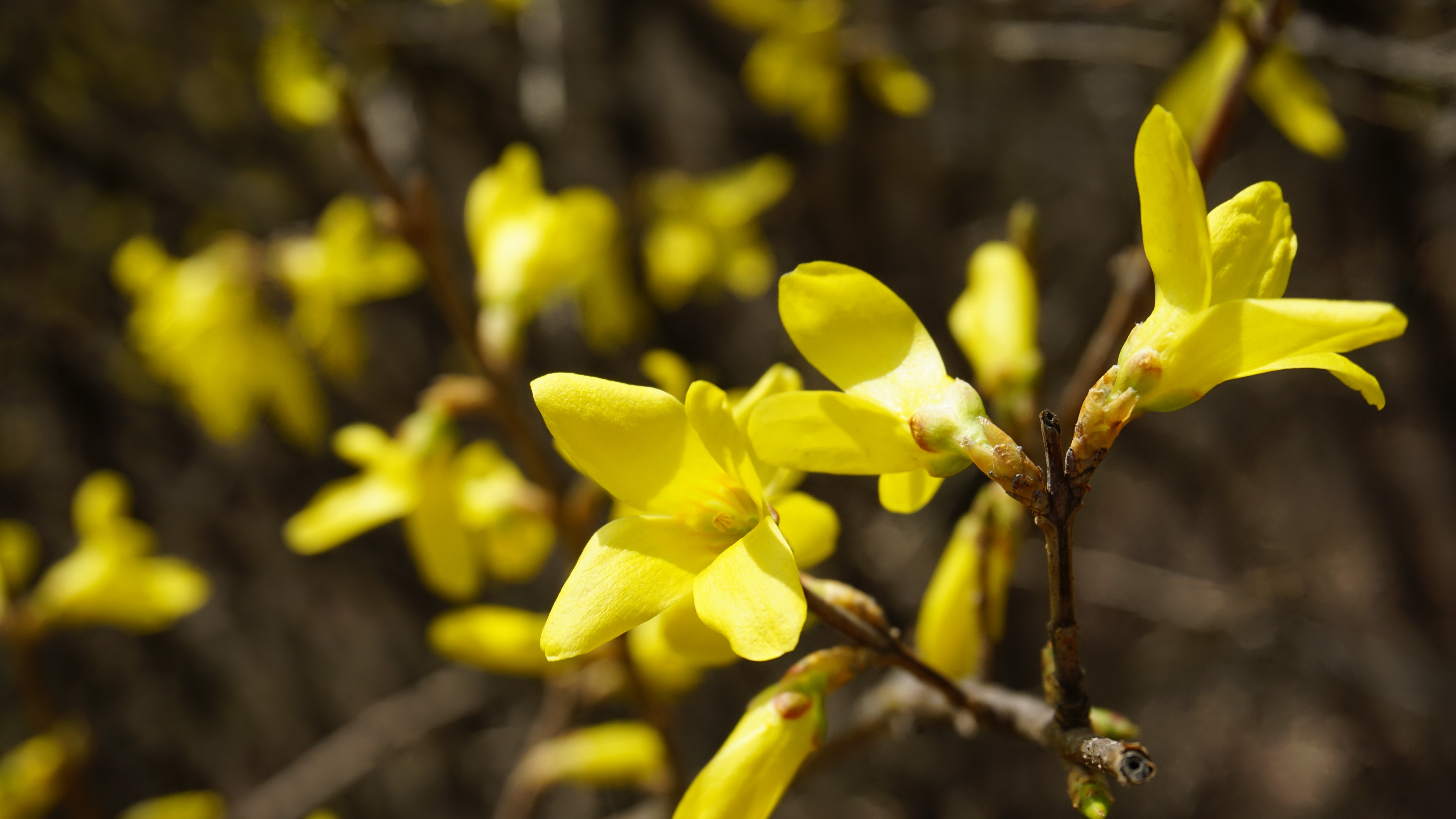 yellow petaled flower lot