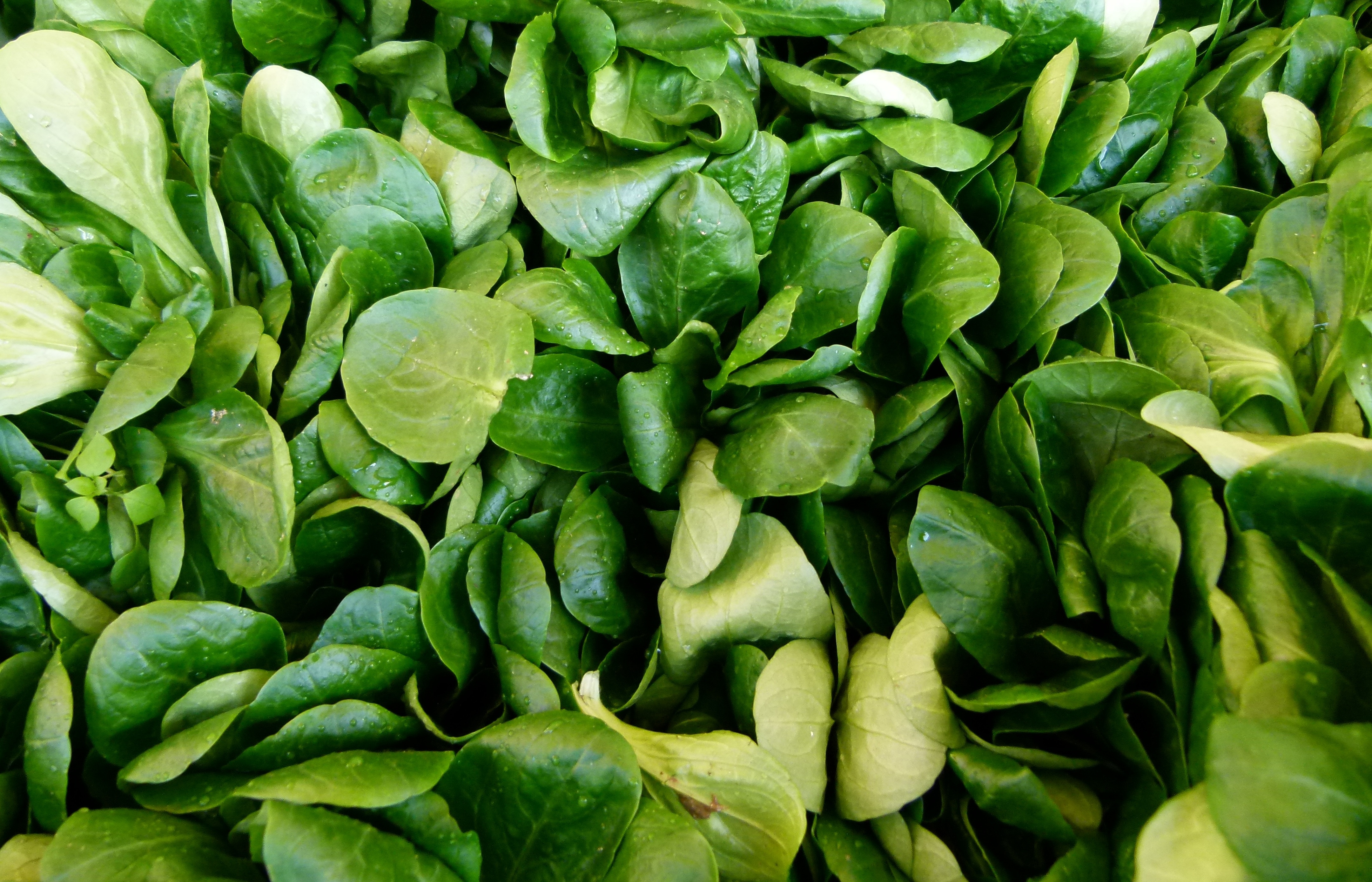 Виды салатной зелени с названиями фото