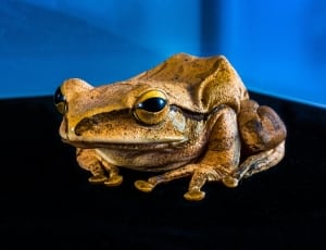brown and black frog thumbnail
