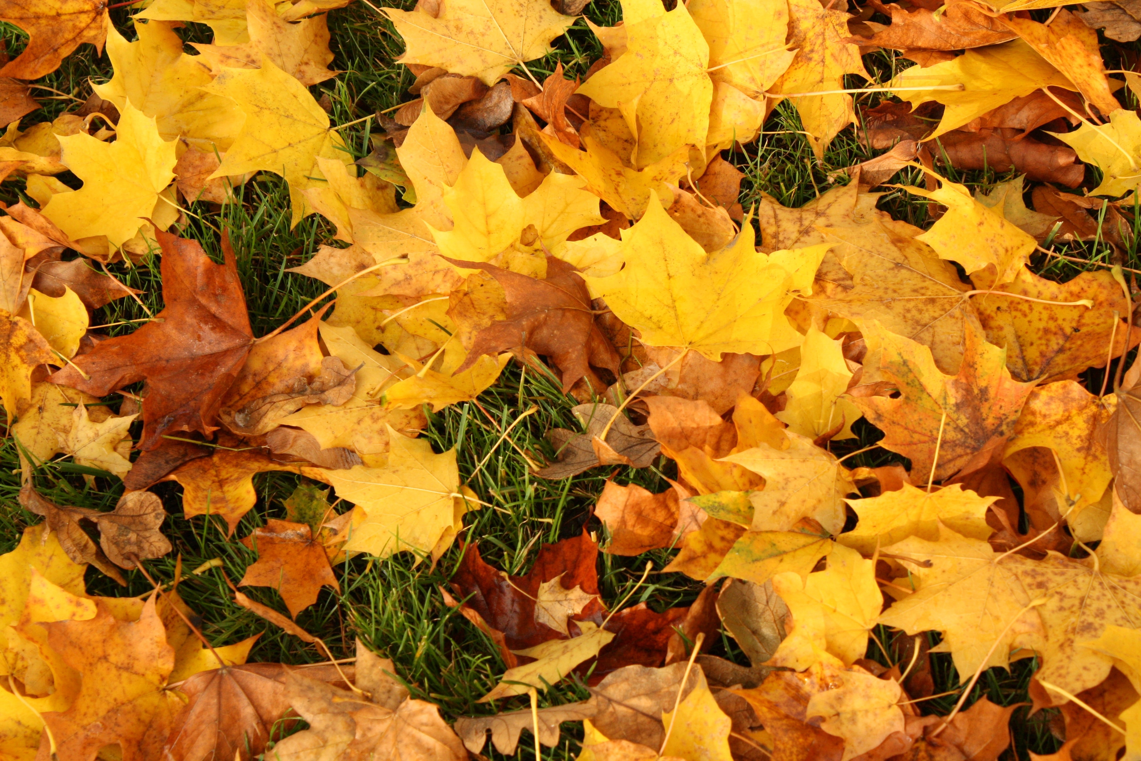 yellow and brown leaf