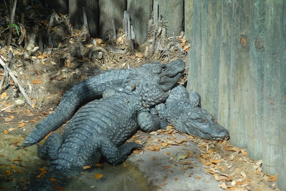 2 gray crocodiles preview