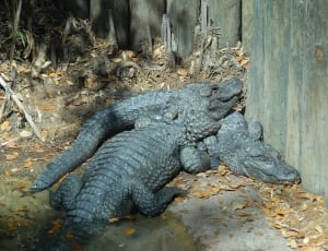 2 gray crocodiles thumbnail