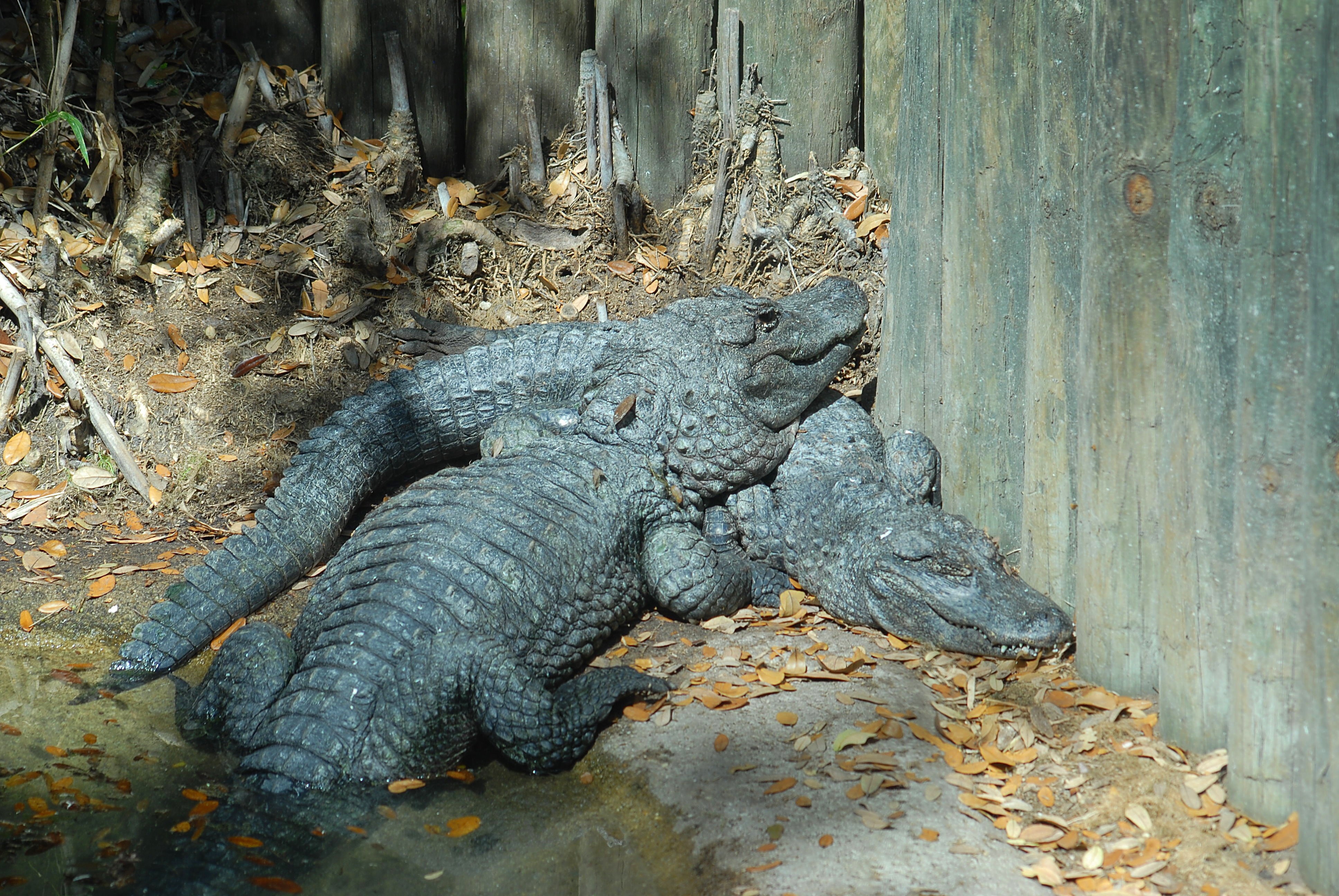 2 gray crocodiles