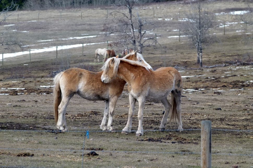 white and brown horses facing each othere preview