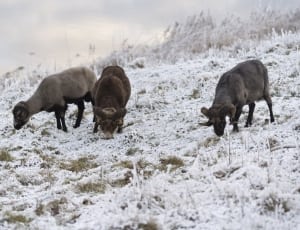 three rams on snow filled grass thumbnail