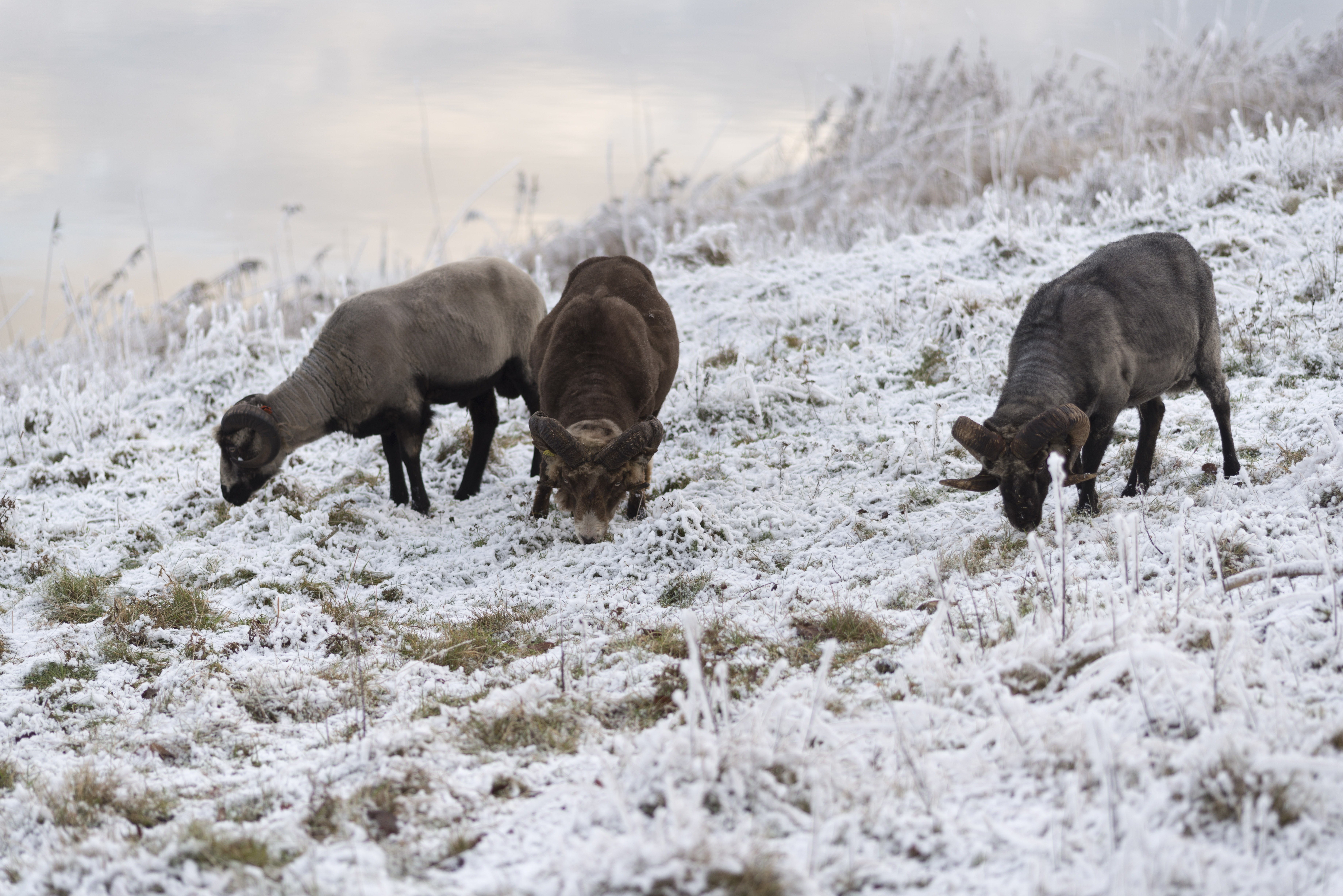 three rams on snow filled grass