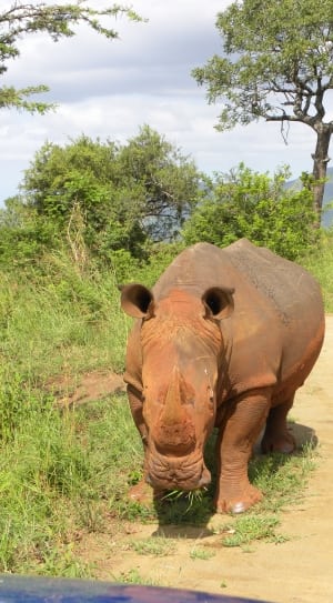 brown and black rhinoceros thumbnail