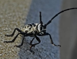 black and white insect thumbnail
