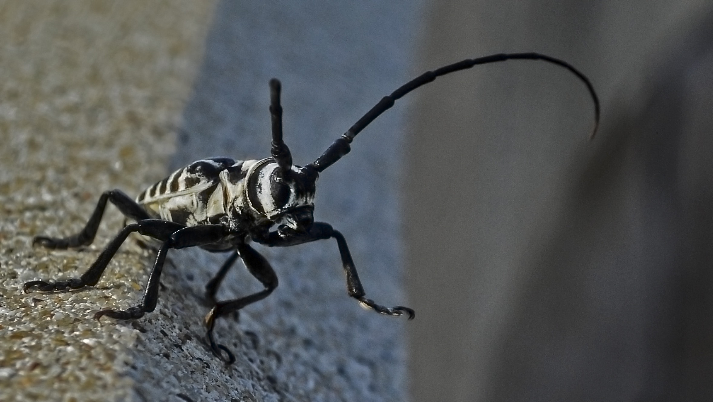 black and white insect
