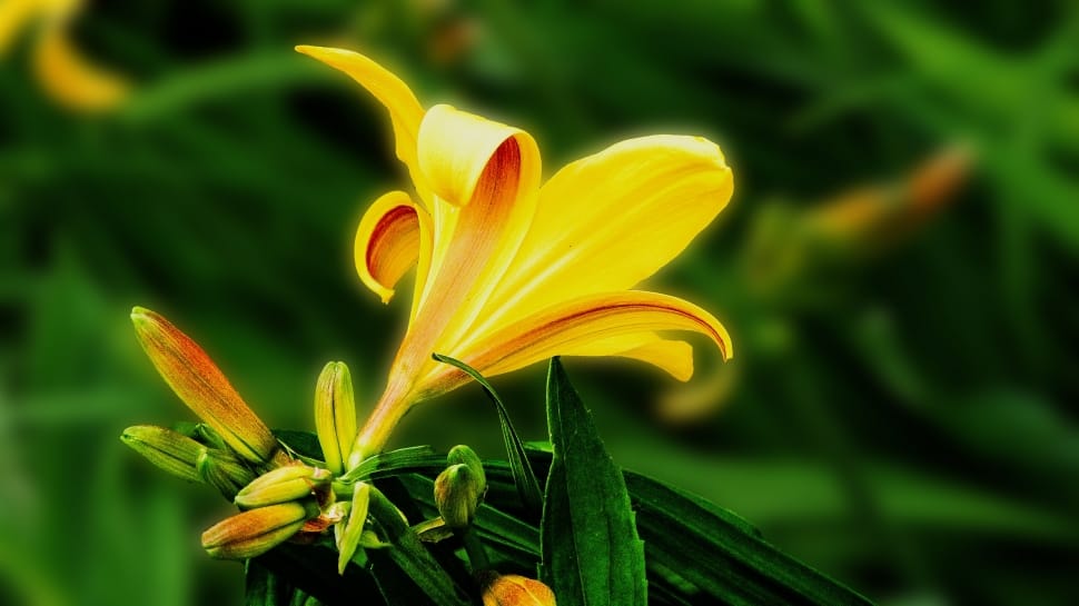 shallow focus of yellow flower preview