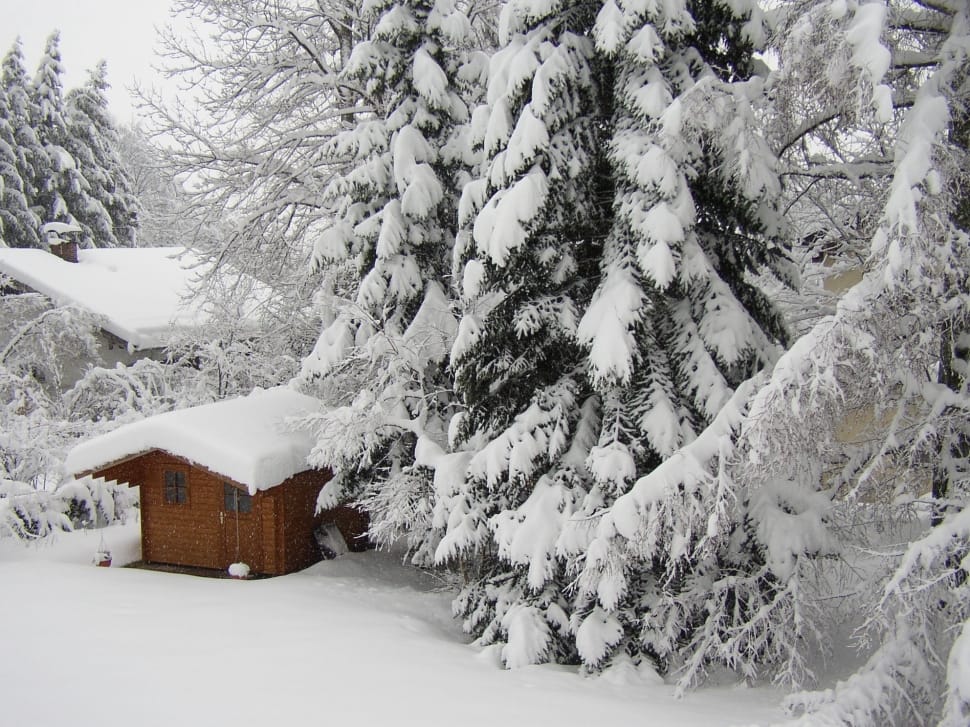 brown wooden cabin in the middle of the trees during winter is coming preview
