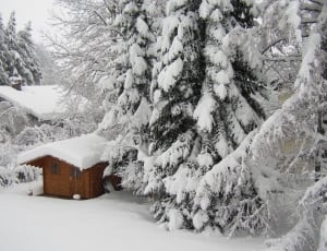 brown wooden cabin in the middle of the trees during winter is coming thumbnail