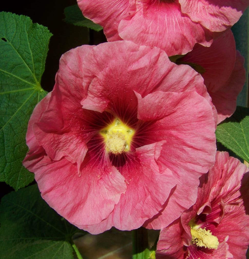 pink hibiscus preview