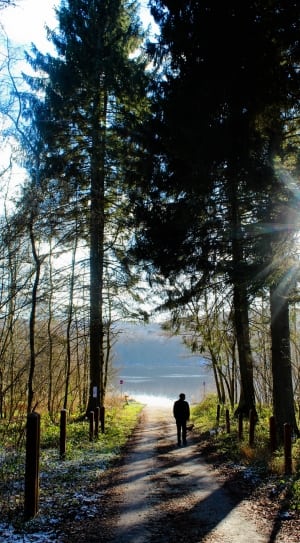 photography of forest near body of water on a sunny day thumbnail