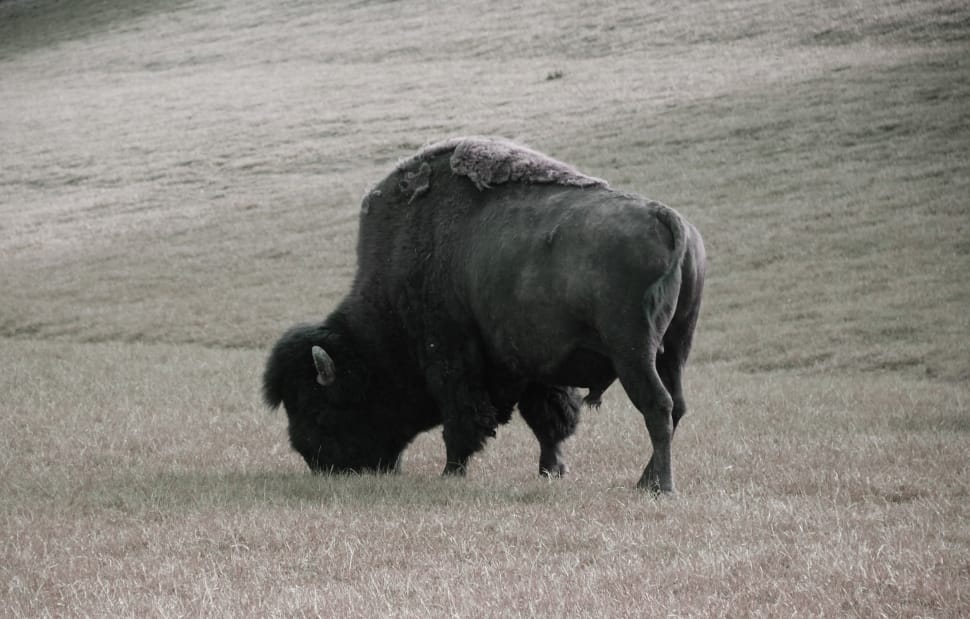grey scale photo of bison preview