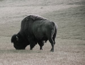 grey scale photo of bison thumbnail