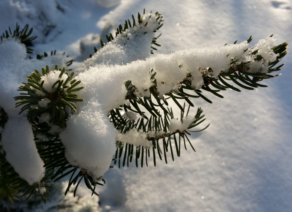 close view of green leaf plant covered in white thick snow preview