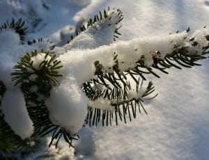 close view of green leaf plant covered in white thick snow thumbnail
