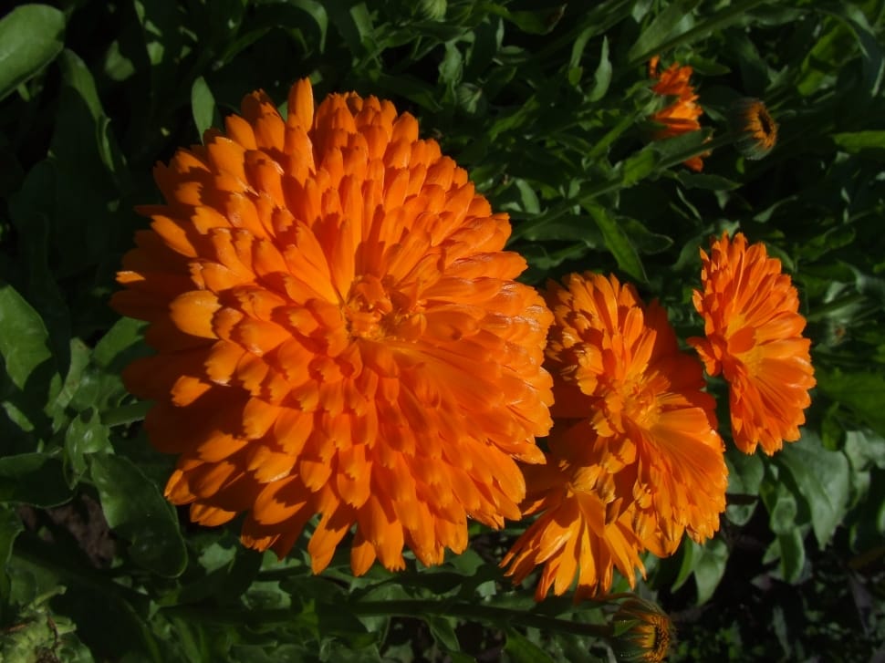 orange multi petal flowers preview