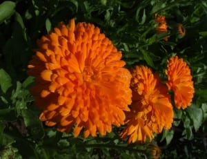 orange multi petal flowers thumbnail