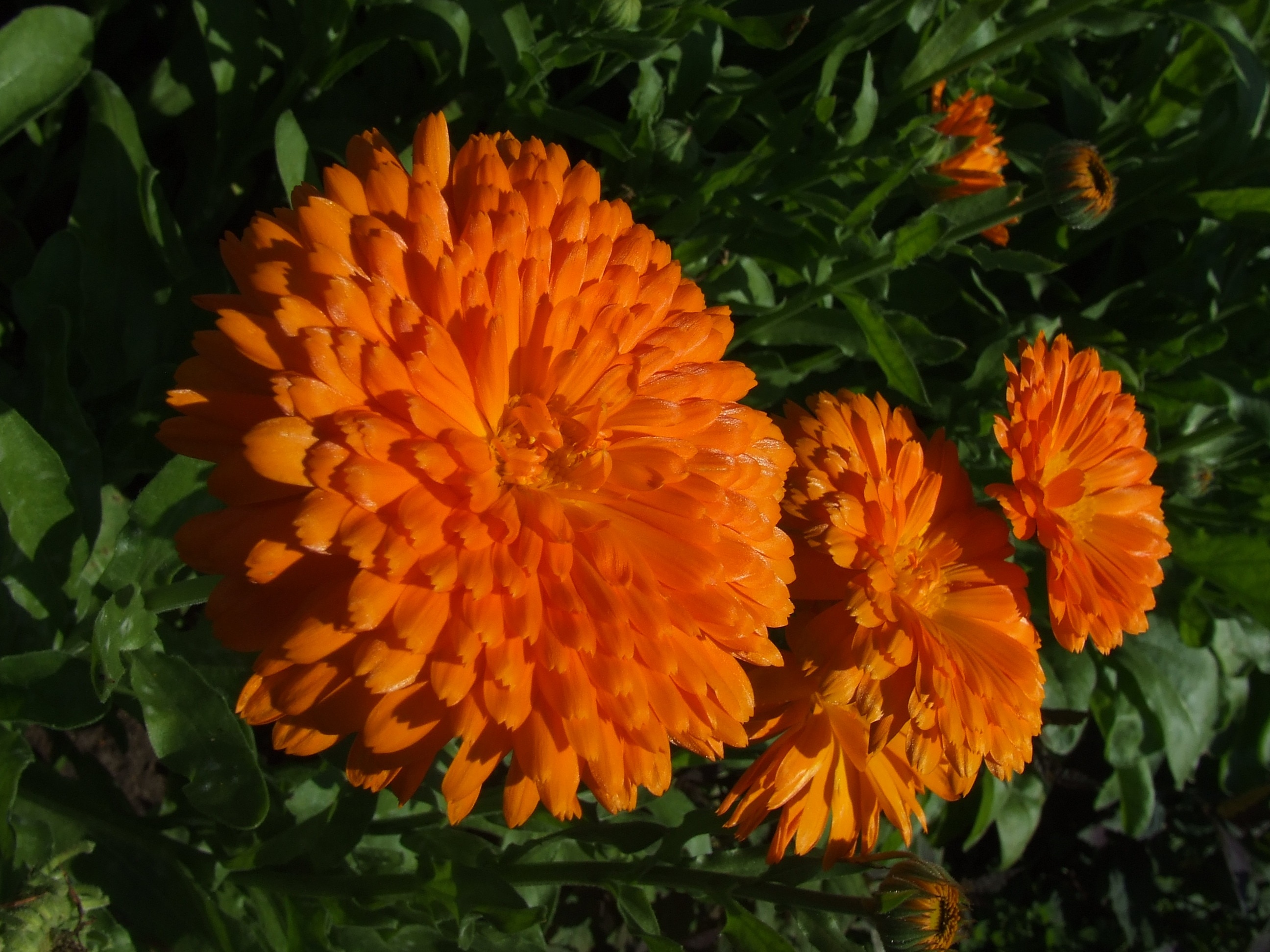 orange multi petal flowers