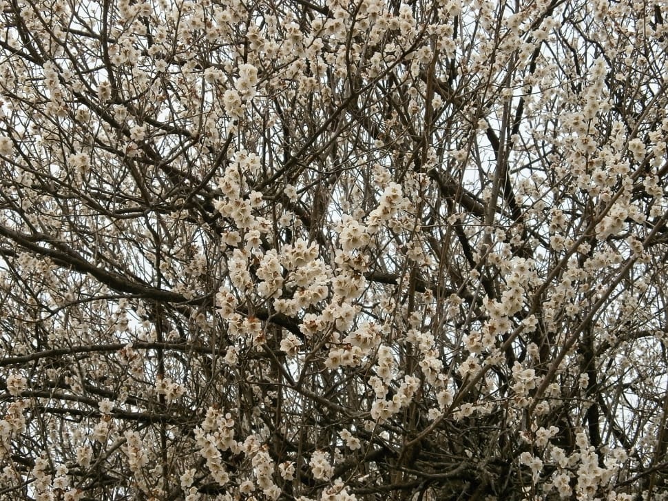 white cherry blossom tree preview