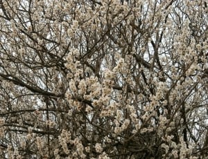 white cherry blossom tree thumbnail