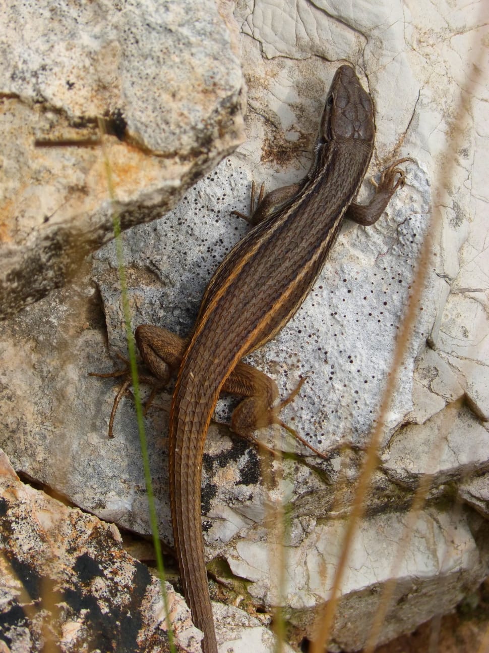 black and brown lizard preview