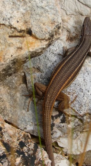 black and brown lizard thumbnail