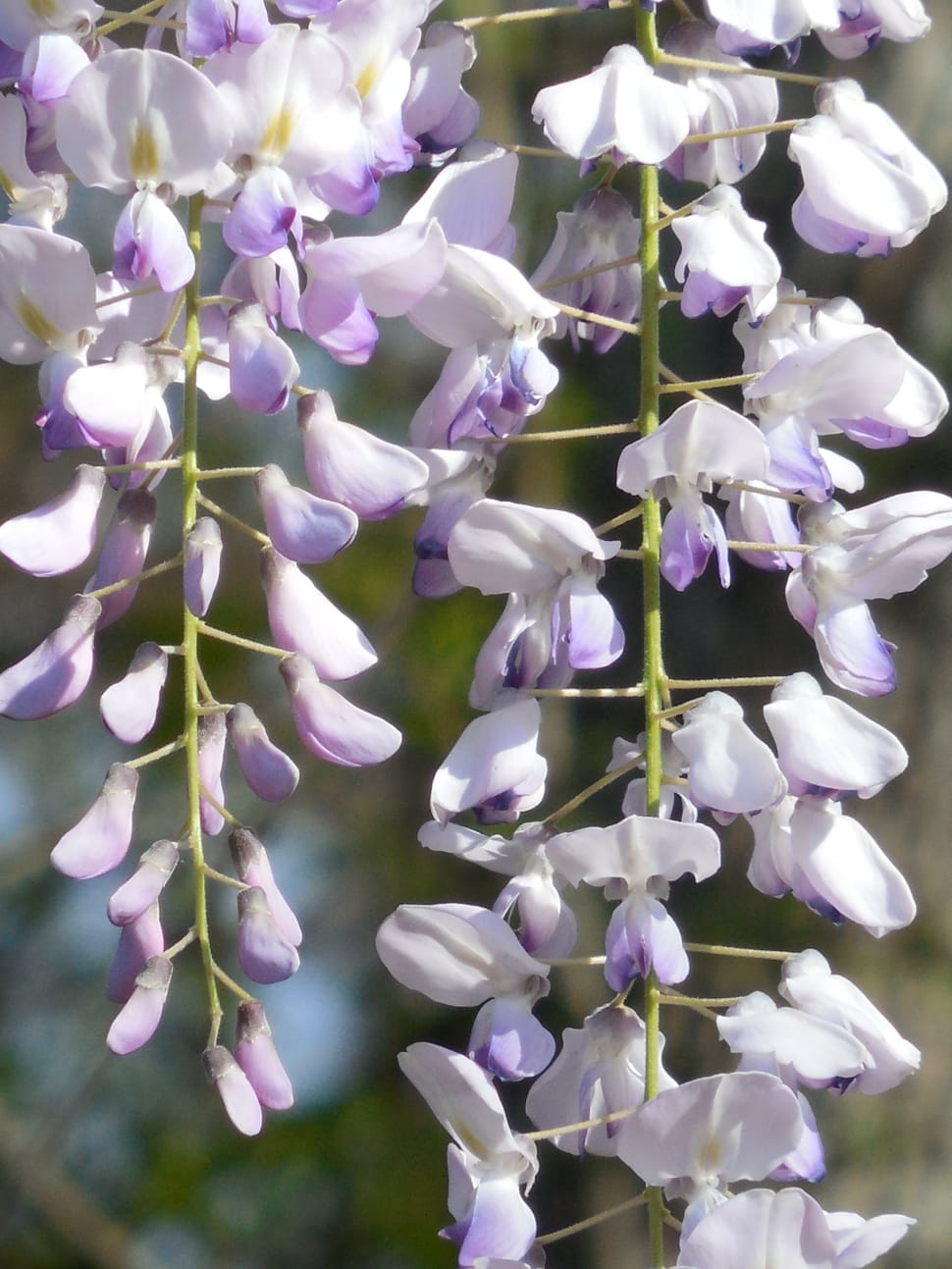 white and pink wisteria flower preview