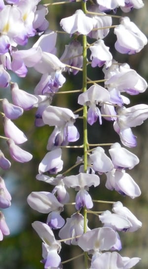 white and pink wisteria flower thumbnail