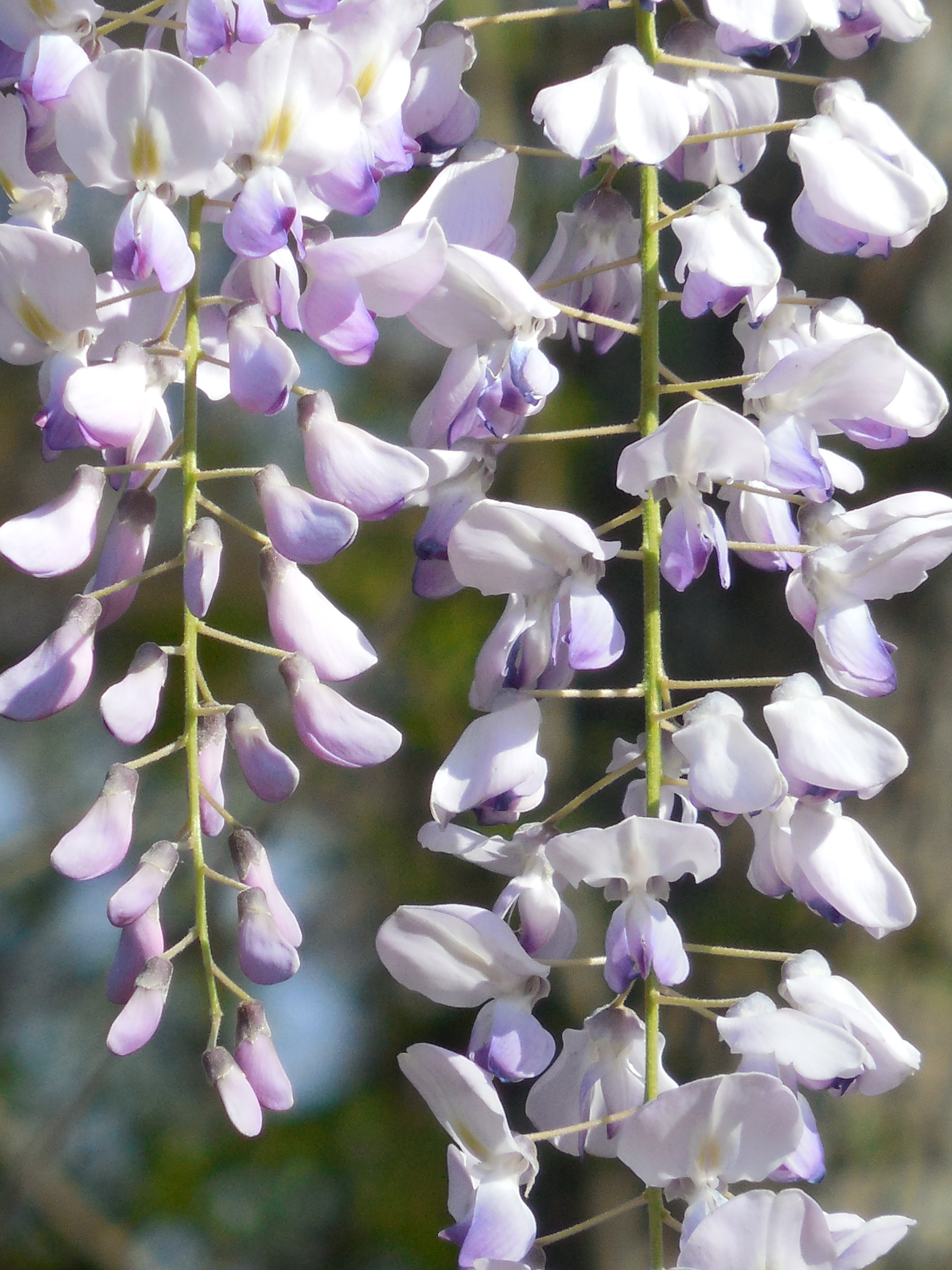 white and pink wisteria flower