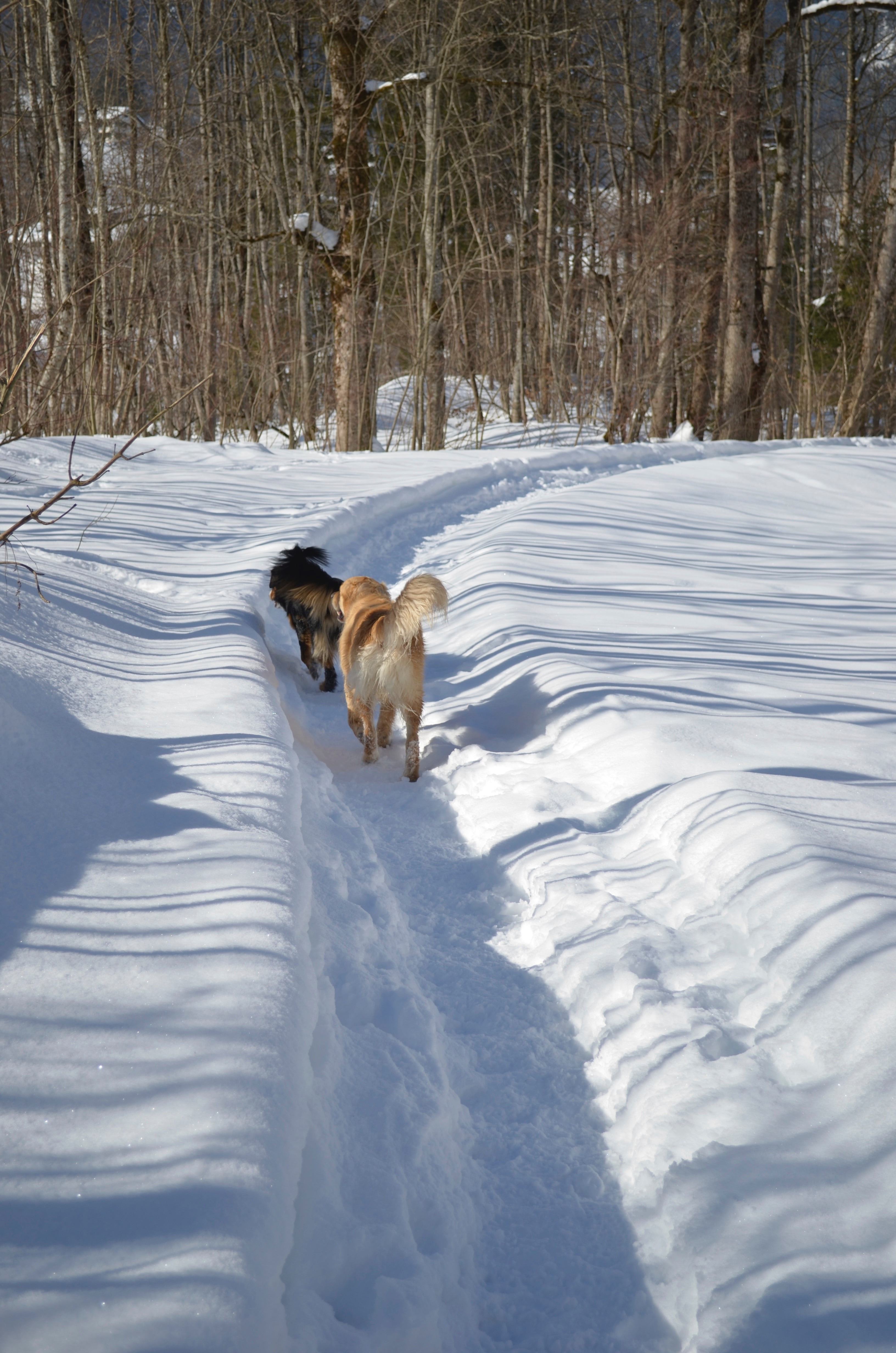 tan finnish spitz