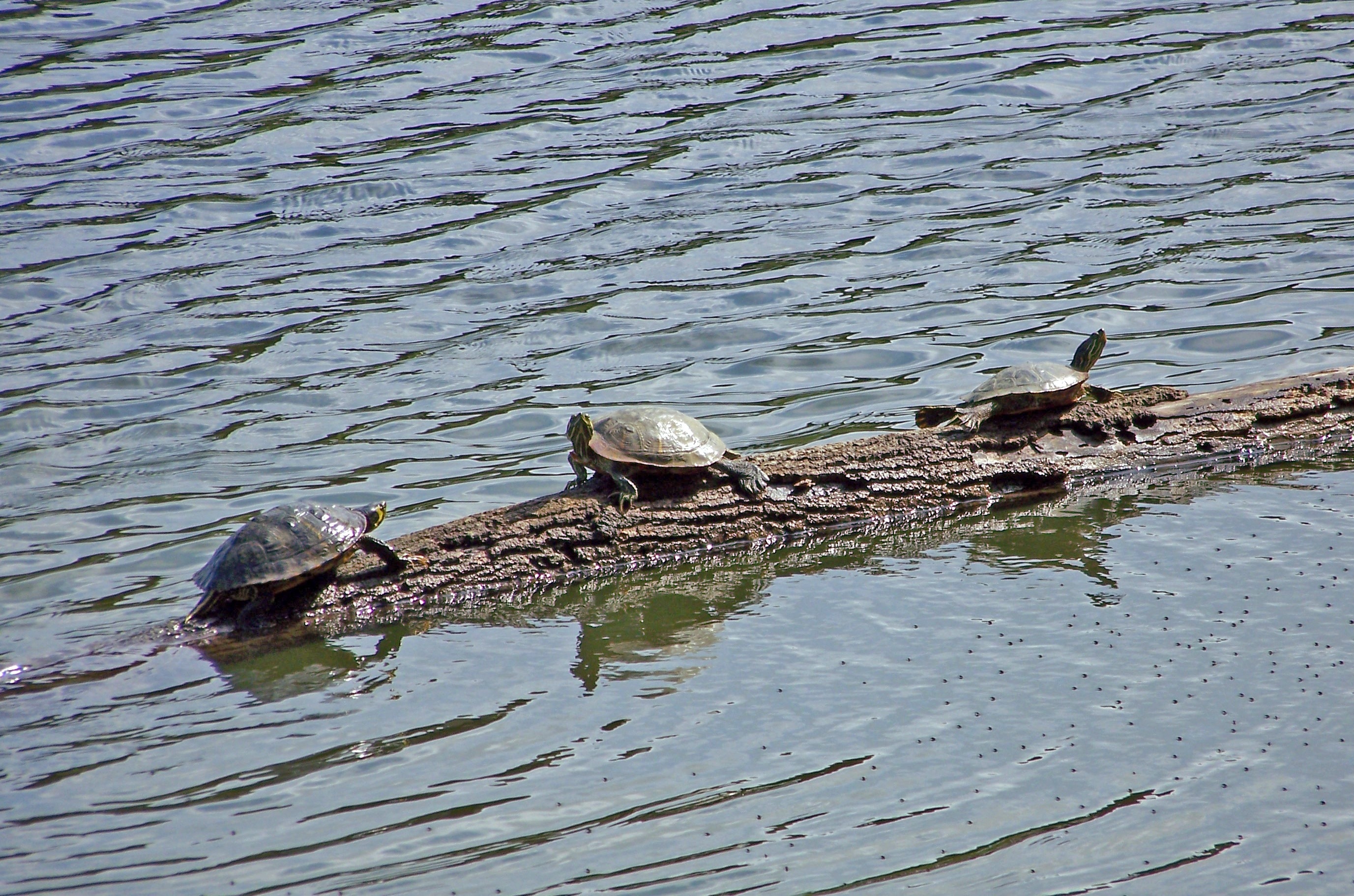 2 brown turtles