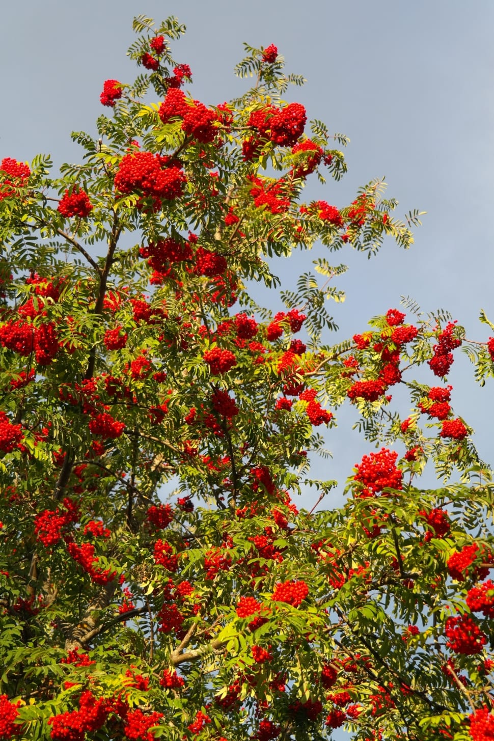 red berry tree preview