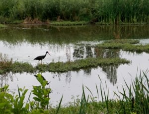 green grass and black stork thumbnail