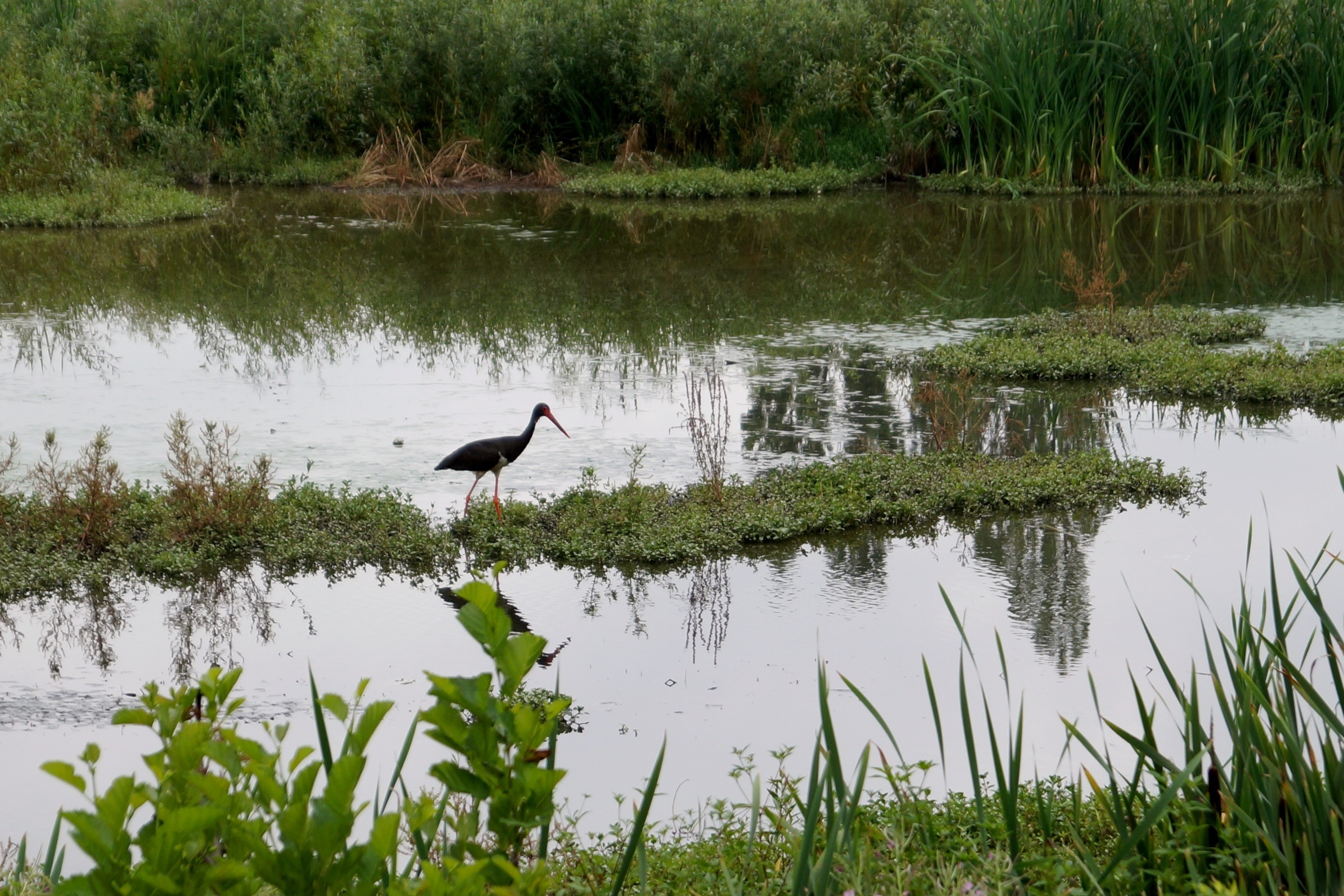 green grass and black stork
