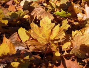 brown maple leaf thumbnail