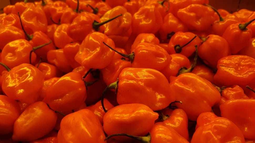red bell pepper lot preview