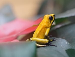yellow frog thumbnail
