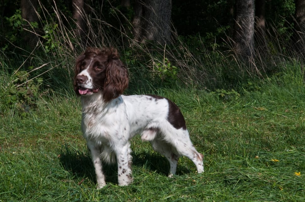 brown and white english springer spaniel preview