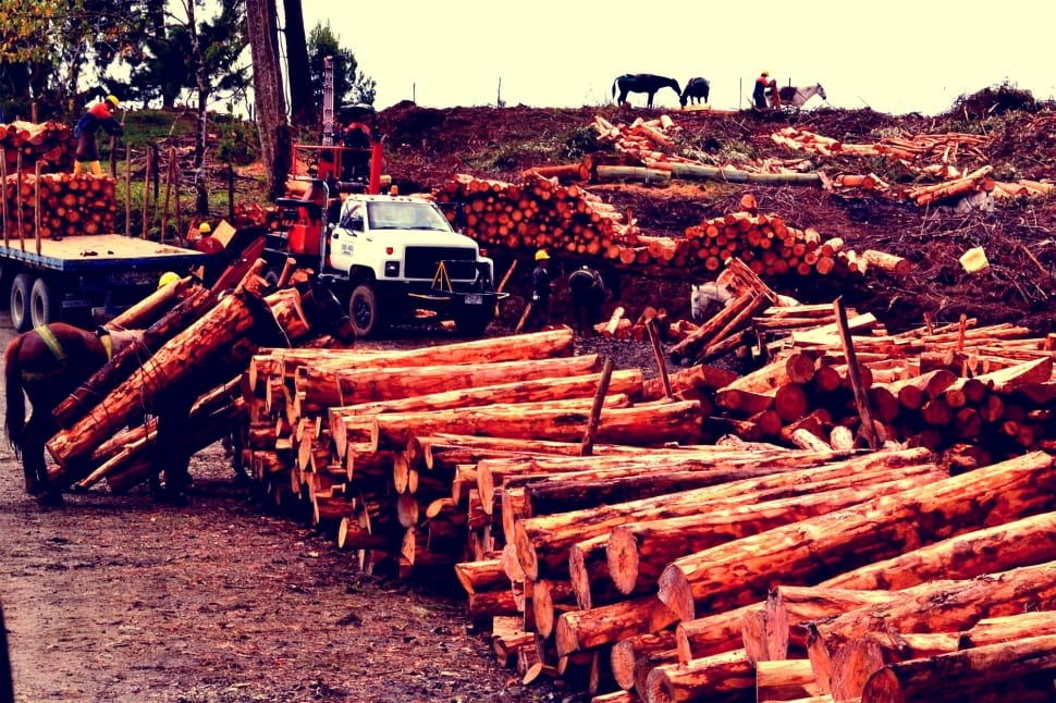 pile of log during daytime preview