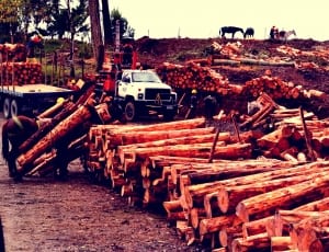 pile of log during daytime thumbnail