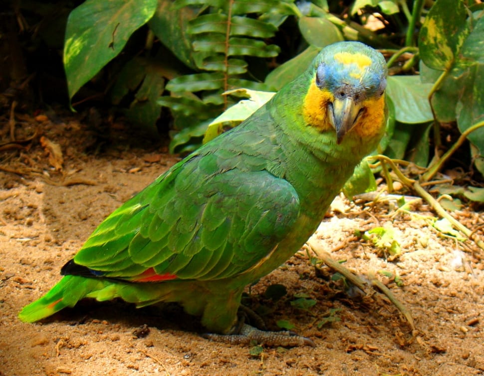 green orange and blue parrot preview
