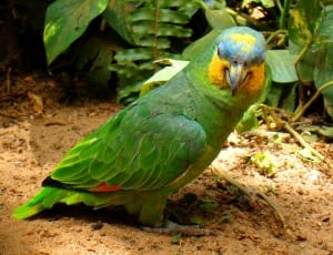 green orange and blue parrot thumbnail